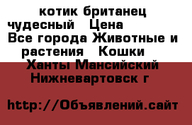 котик британец чудесный › Цена ­ 12 000 - Все города Животные и растения » Кошки   . Ханты-Мансийский,Нижневартовск г.